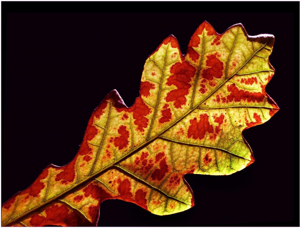 2nd - Beauty in decay - Dave Burman